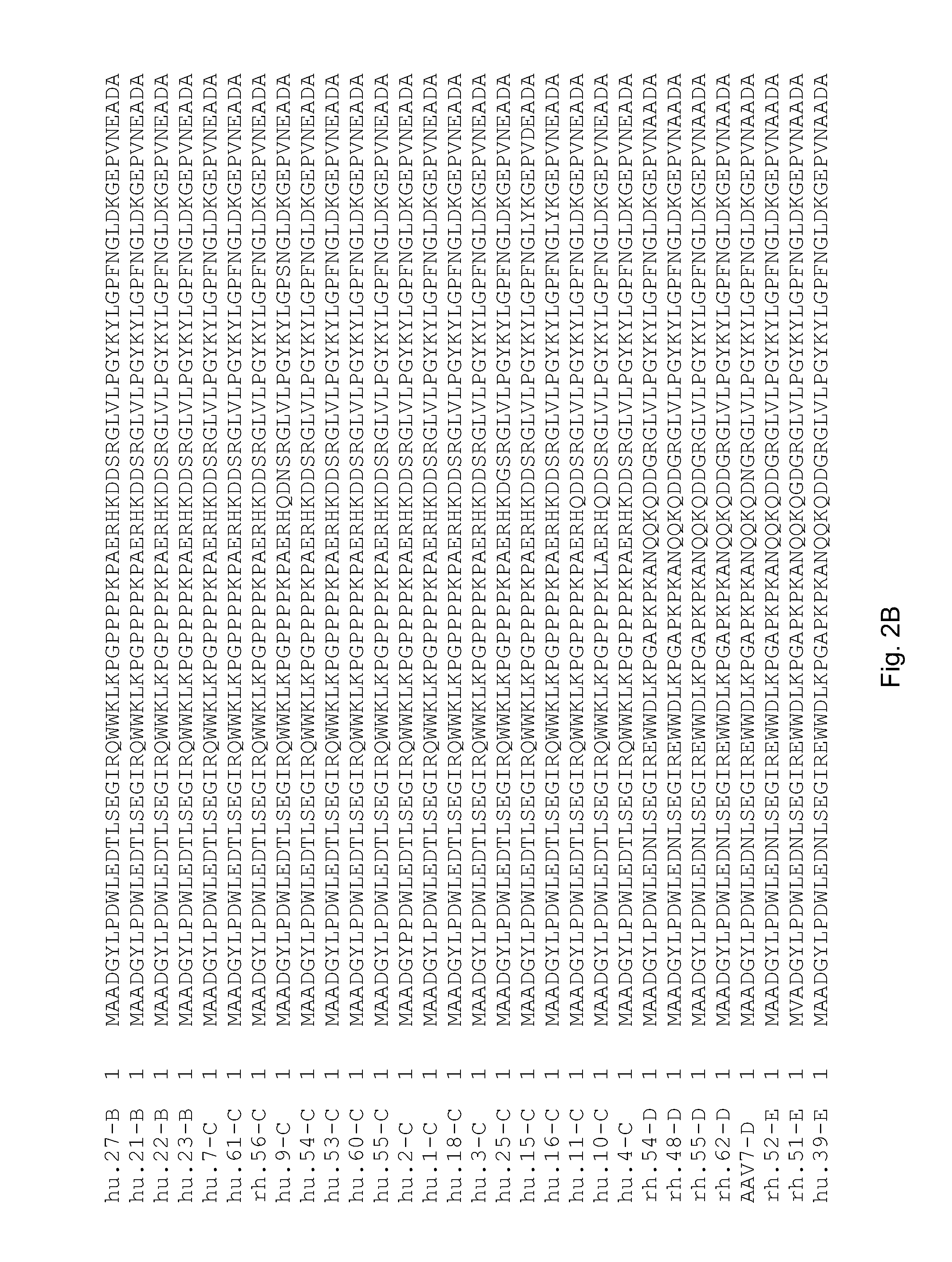 Adeno-associated virus (AAV) clades, sequences, vectors containing same, and uses therefor