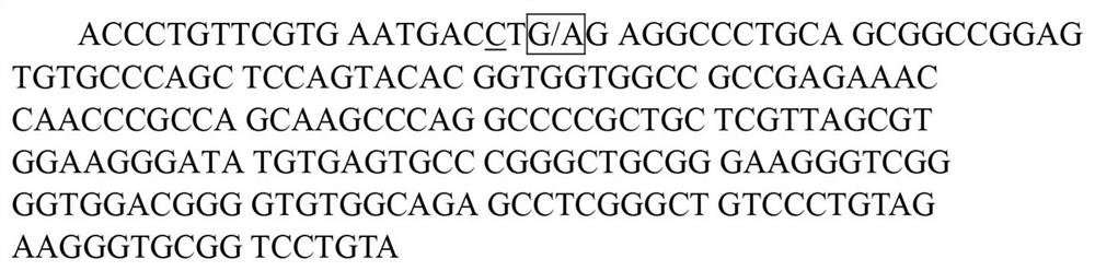 Method for detecting single nucleotide polymorphism site of cattle ret gene, detection kit and application thereof