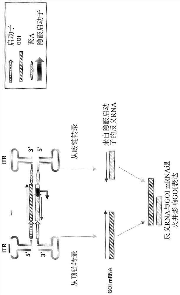 Parvoviral vectors and methods of making and use thereof