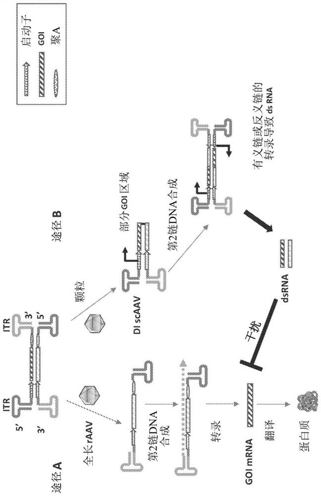 Parvoviral vectors and methods of making and use thereof