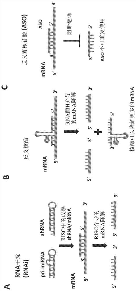 Parvoviral vectors and methods of making and use thereof