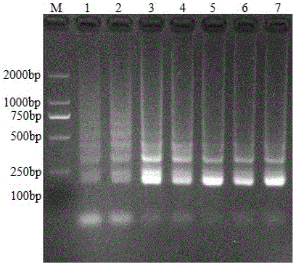 Lamp detection kit for detecting porcine rotavirus