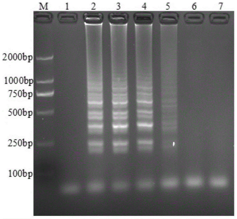 Lamp detection kit for detecting porcine rotavirus