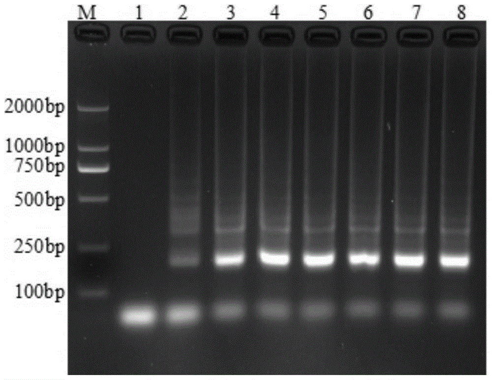 Lamp detection kit for detecting porcine rotavirus