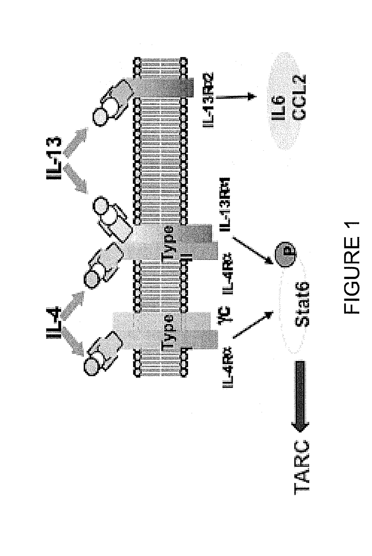 Anti-il4-il 13 bispecific antibodies