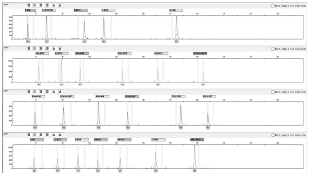 Fluorescence multiplex amplification system, kit and application thereof