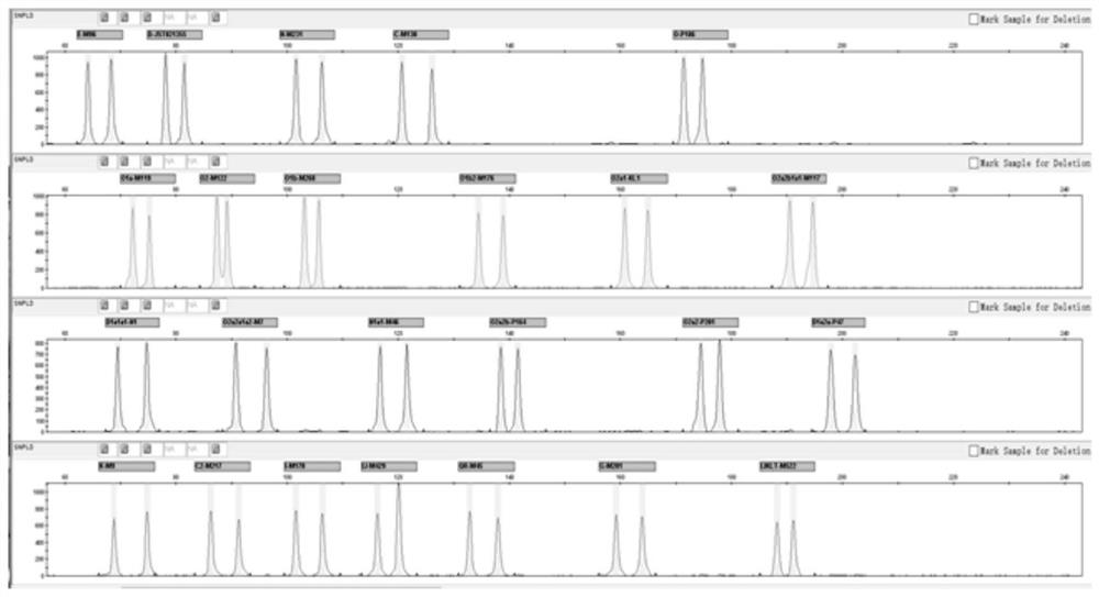 Fluorescence multiplex amplification system, kit and application thereof