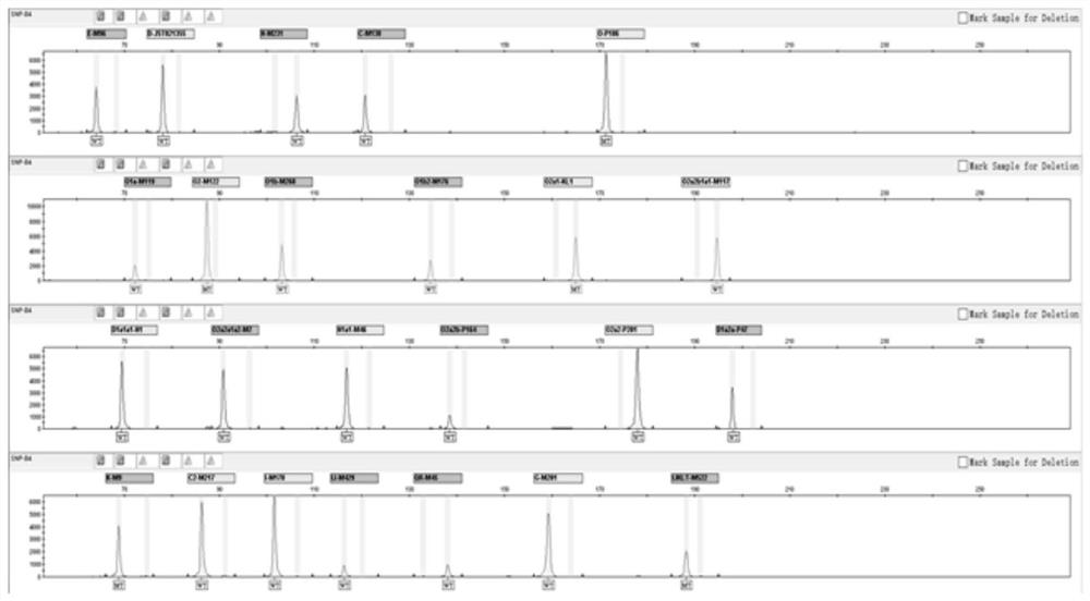 Fluorescence multiplex amplification system, kit and application thereof