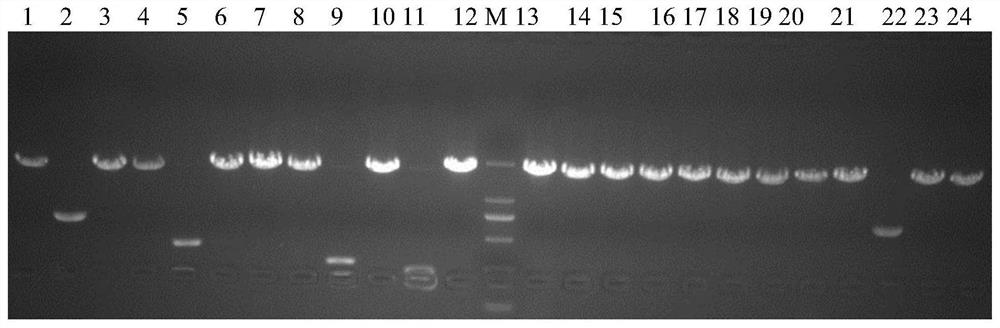 FAD-dependent oxidase Ma-1 in anabolic pathway of Diels-Alder type adduct and application of FAD-dependent oxidase Ma-1