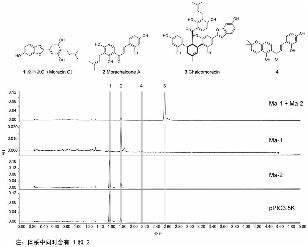 FAD-dependent oxidase Ma-1 in anabolic pathway of Diels-Alder type adduct and application of FAD-dependent oxidase Ma-1