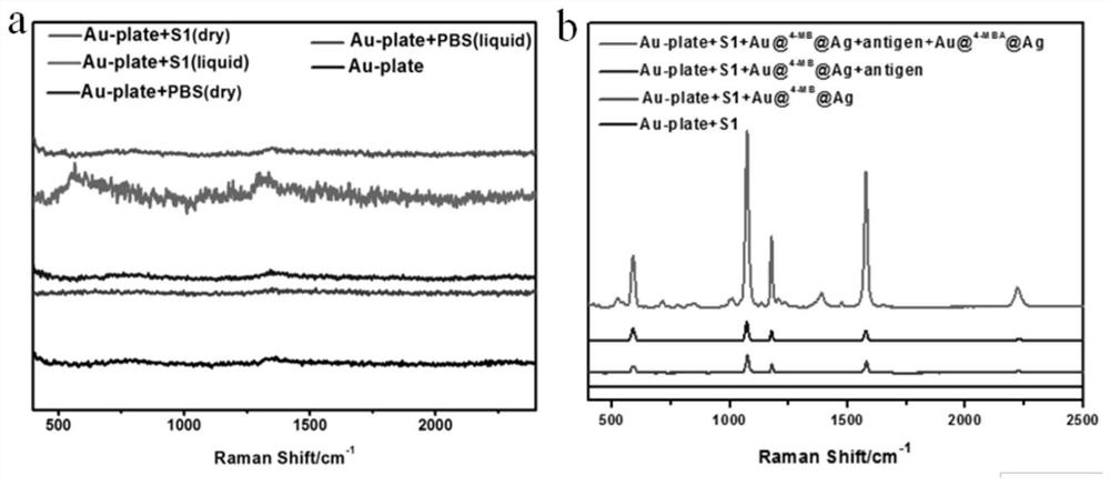 A method for constructing sers spectral probe to detect breast cancer marker EGFR phosphorylated tyrosine