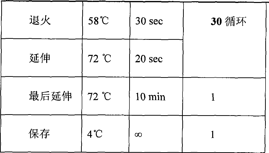 EGFR gene extron 20 mutational detecting probe, liquid phase chip and detecting method thereof