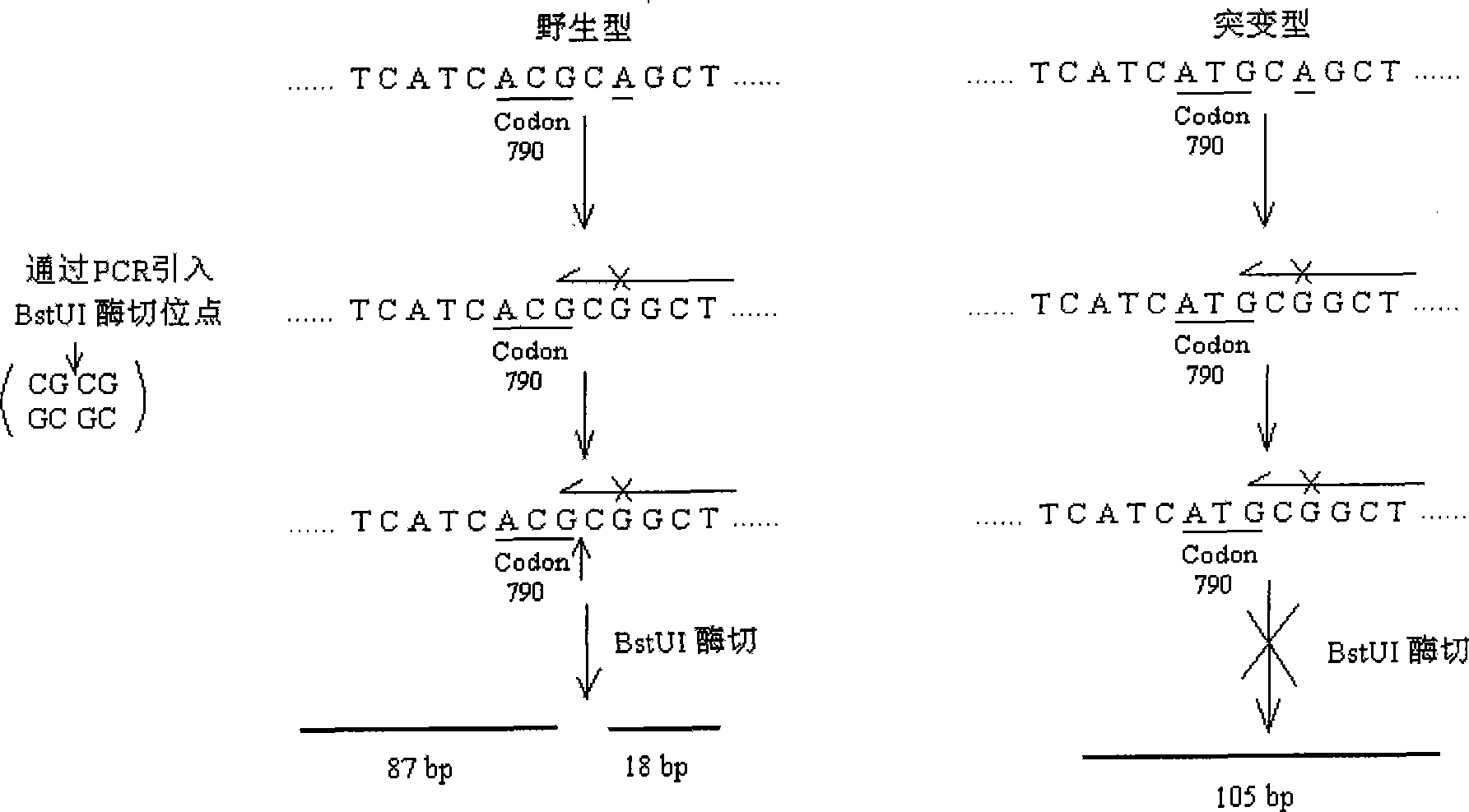 EGFR gene extron 20 mutational detecting probe, liquid phase chip and detecting method thereof