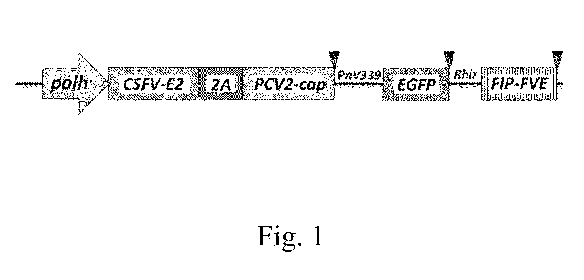 Recombinant baculovirus vector and uses thereof