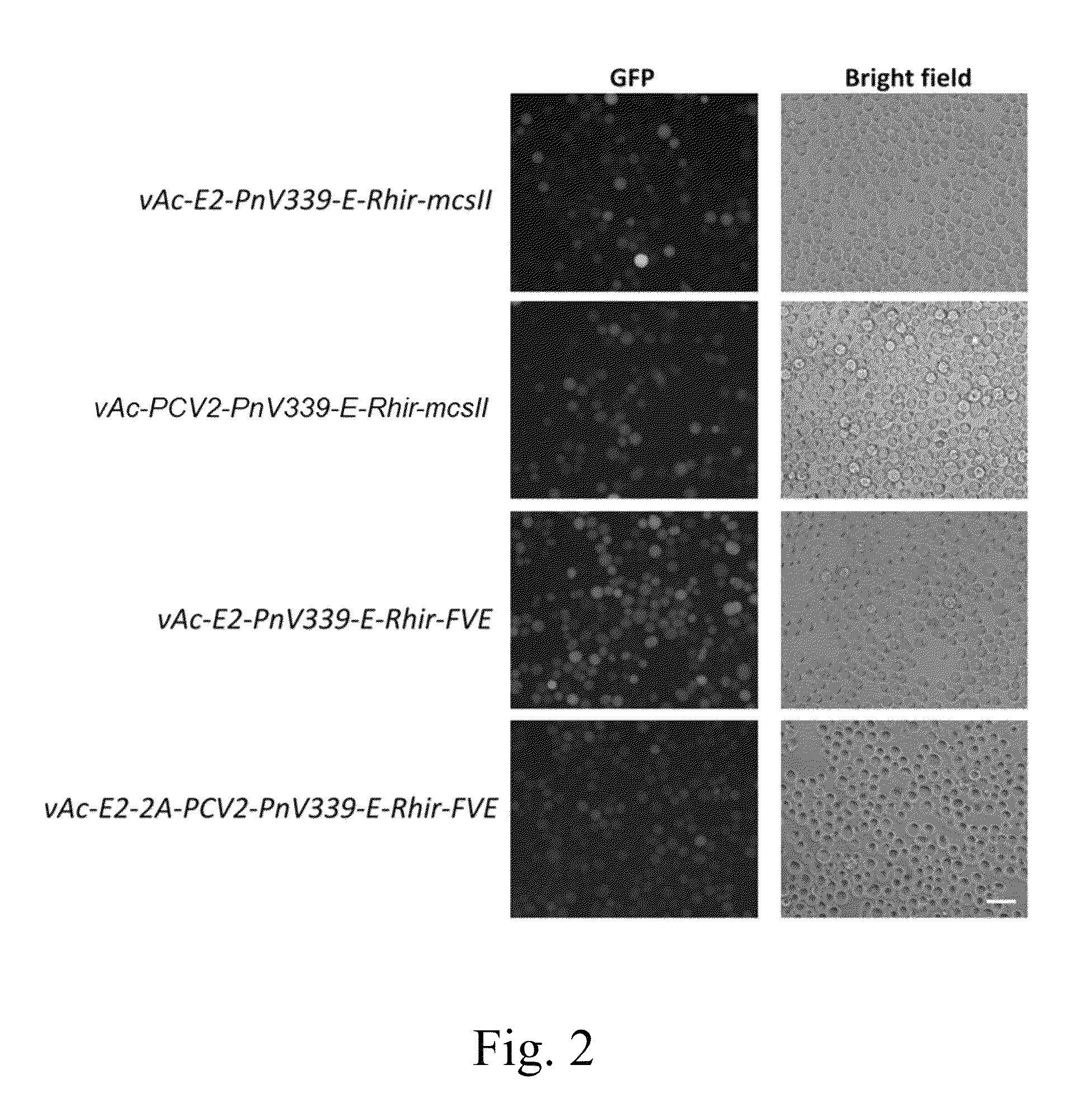 Recombinant baculovirus vector and uses thereof