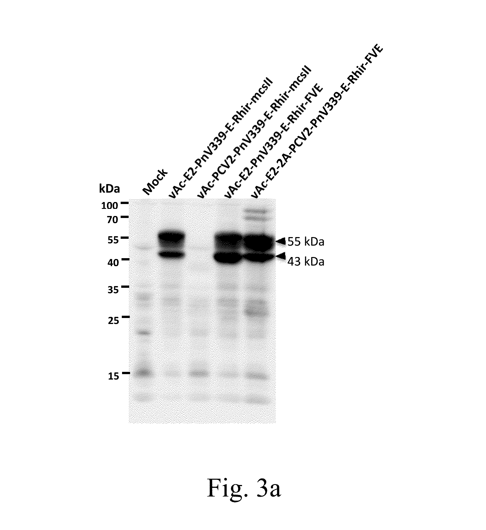 Recombinant baculovirus vector and uses thereof