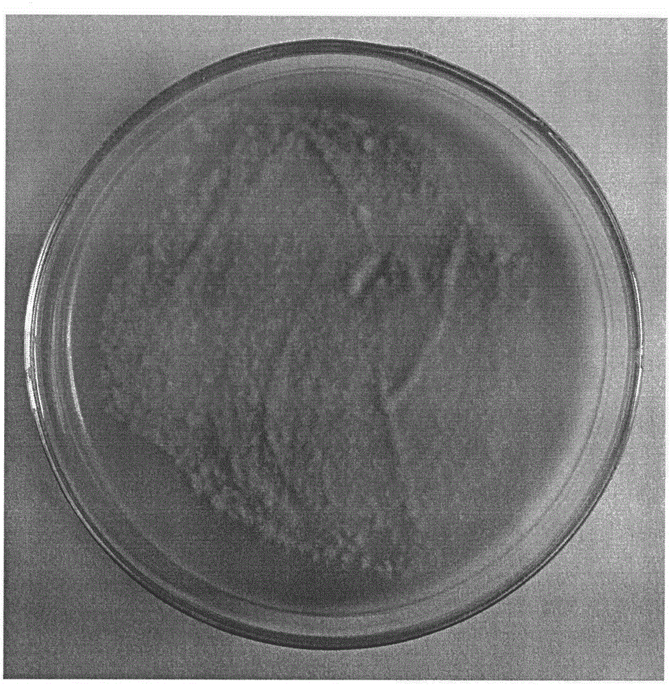 Culture and preparation method for pyricularia oryza conidia