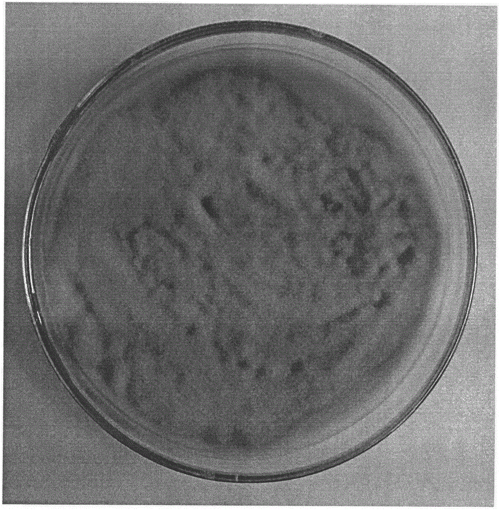 Culture and preparation method for pyricularia oryza conidia