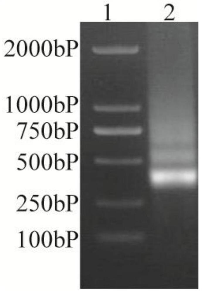 A nanobody against green fluorescent protein, applications and GFP immunoaffinity adsorption material