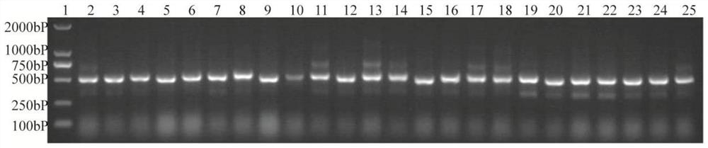 A nanobody against green fluorescent protein, applications and GFP immunoaffinity adsorption material