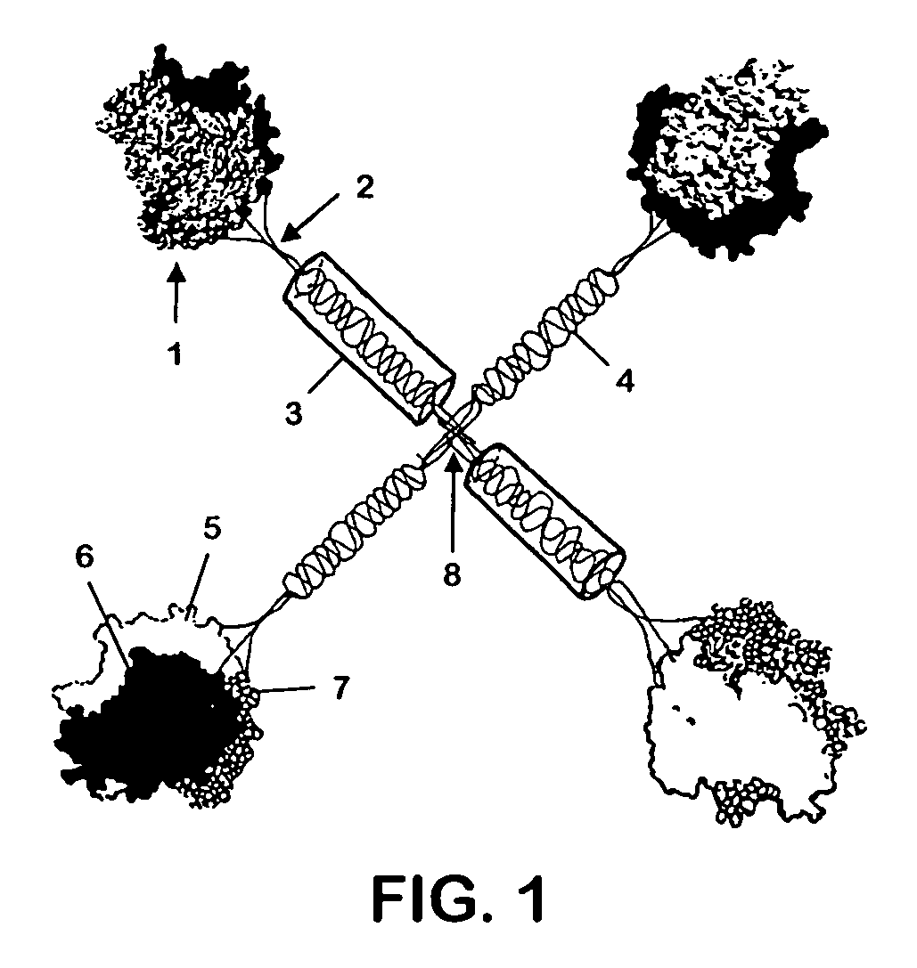 Multimeric fusion proteins of the TNF superfamily ligands