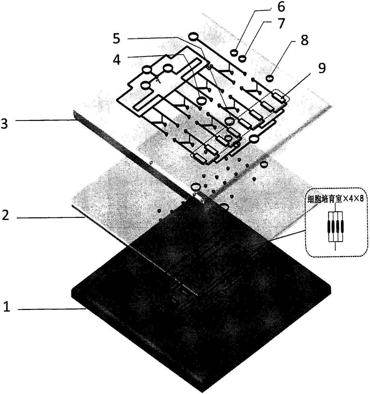 Ocean ecologic toxicology research platform based on microfluidic chip