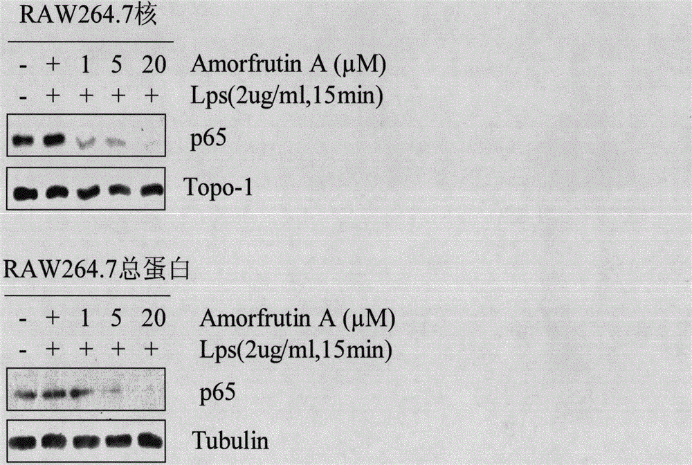 Application of natural small molecular compound in inflammation and tumor resistance