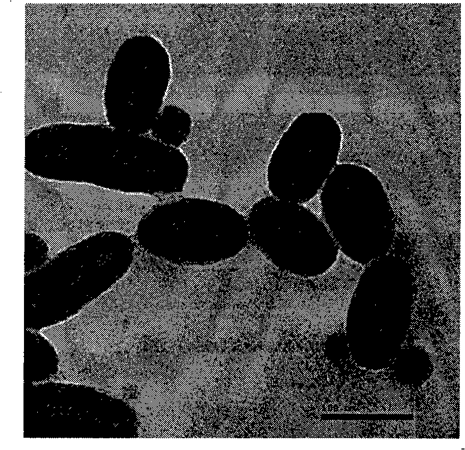 Multi-color optic-encoding siliceous skin nano-rods and method for preparing same