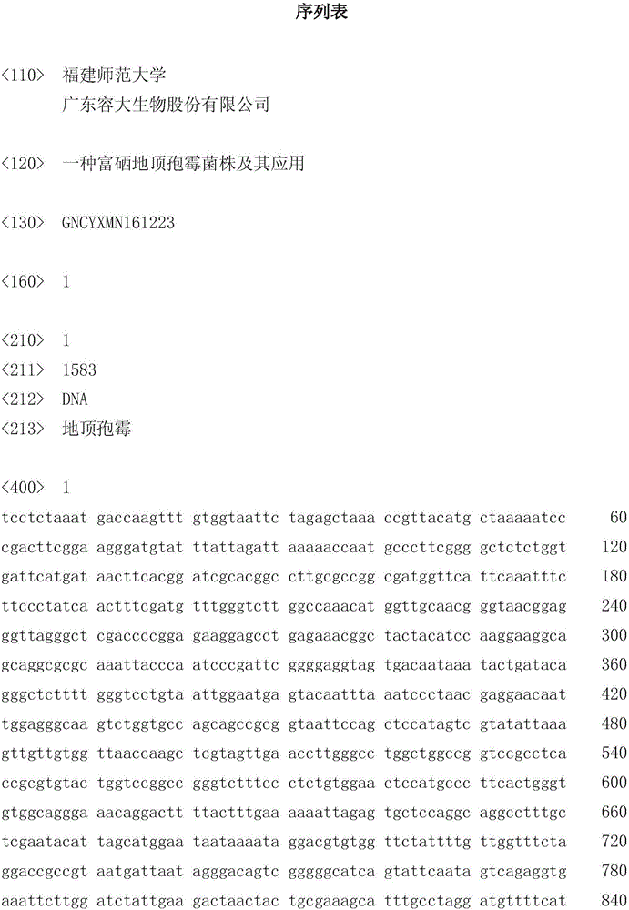 Selenium-rich acremonium terricola strain and application thereof