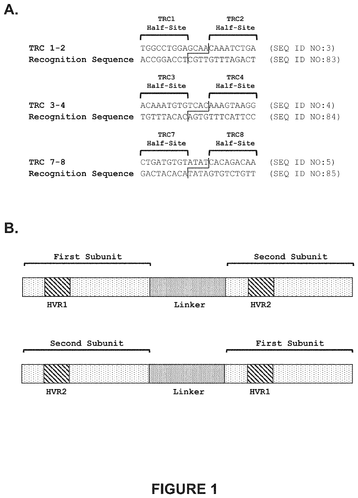 Engineered meganucleases with recognition sequences found in the human T cell receptor alpha constant region gene