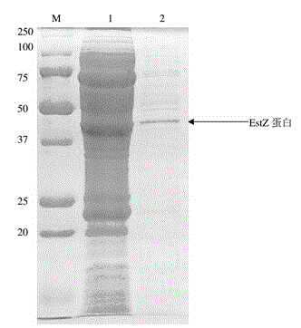 Esterase gene estZ, esterase gene estZ encoded protein and application of esterase gene estZ