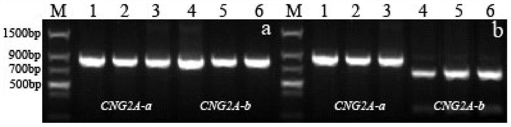 Wheat Seed Dormancy Persistence Gene tacngc-2a and Its Functional Markers