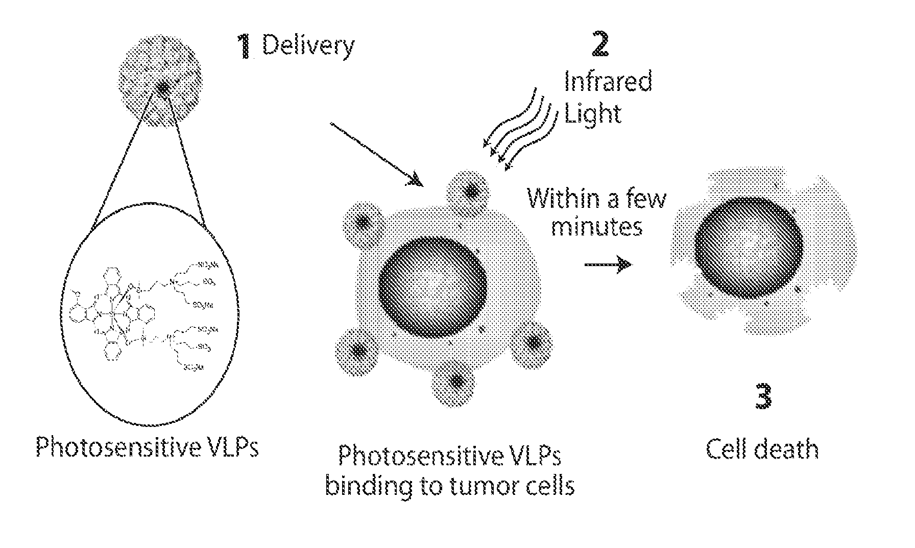 Virus-like particle conjugates for diagnosis and treatment of tumors