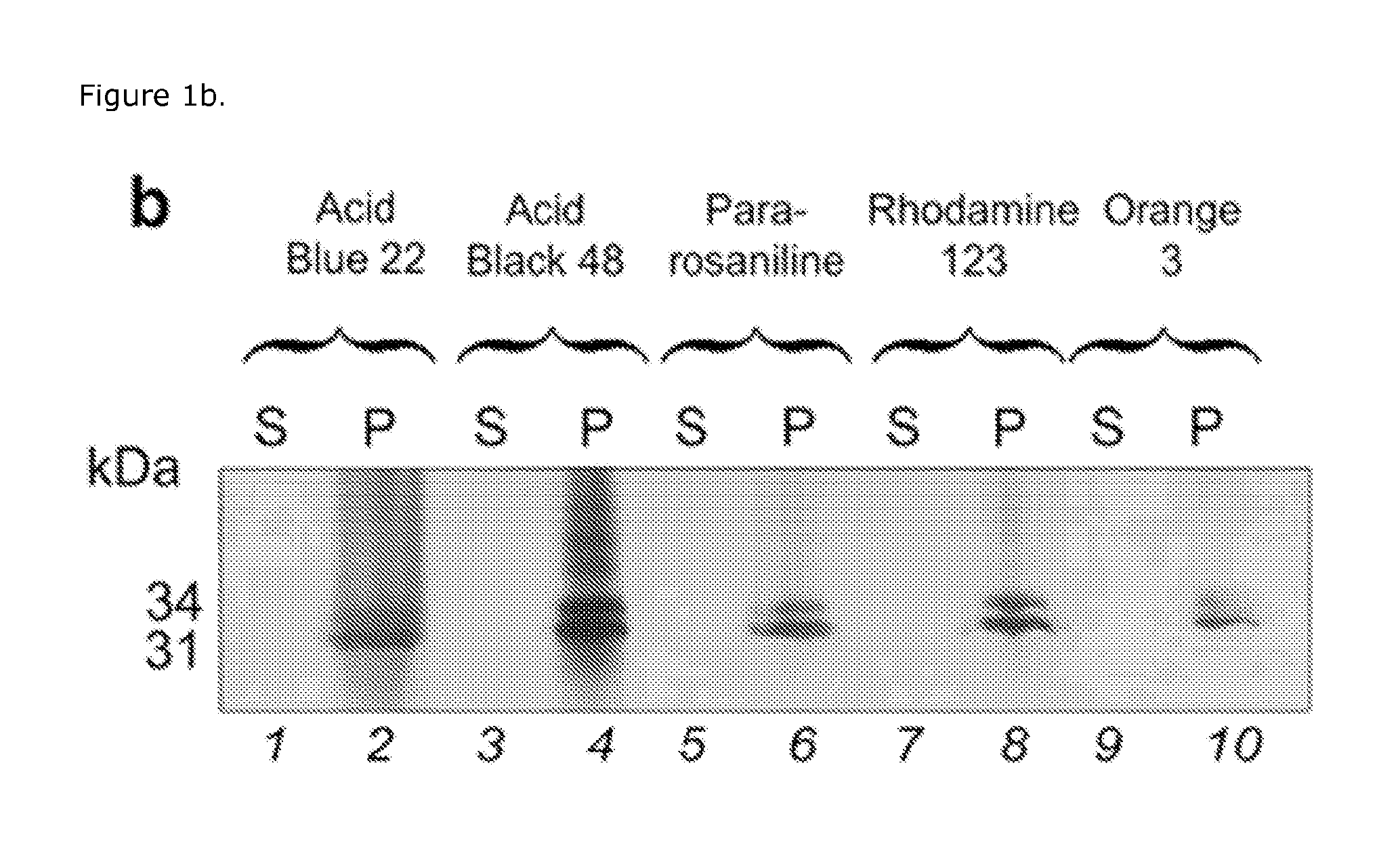 Borrelia burgdorferi bacterial antigen diagnosic test using polymeric bait containing capture particles