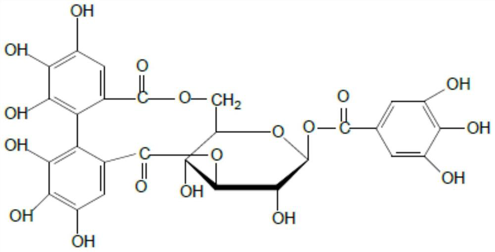 Application of Corilagin in preparation of medicine for treating burns and scalds