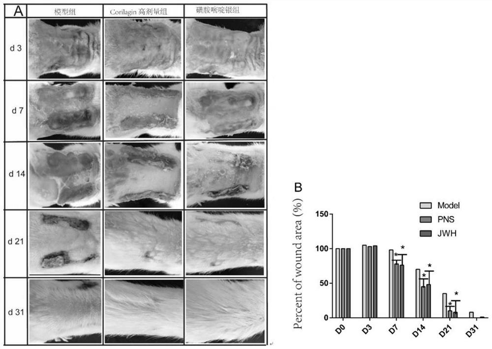 Application of Corilagin in preparation of medicine for treating burns and scalds