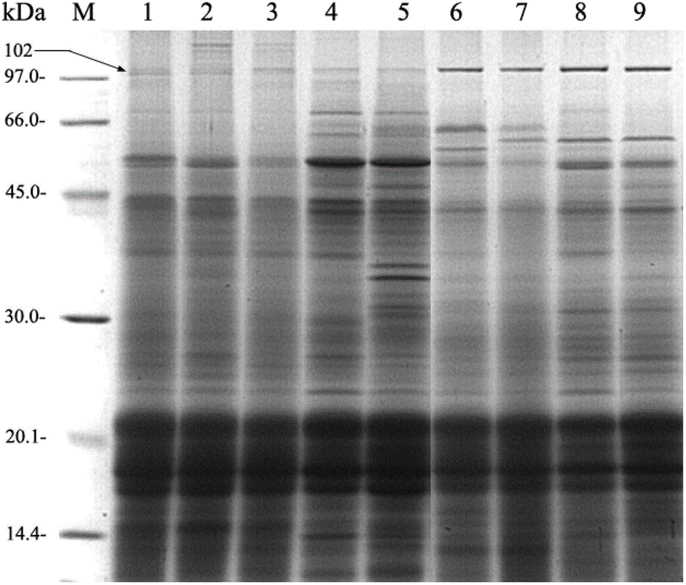 Method for Distinguishing Pros and Cons of Production Characters of Spirulina Strains