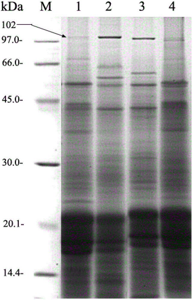 Method for Distinguishing Pros and Cons of Production Characters of Spirulina Strains