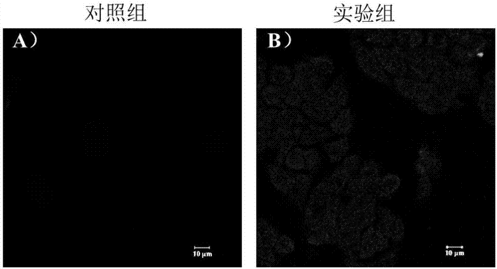 Fluorescent probe for detecting fluorine ions in living cells and method for preparing fluorescent probe