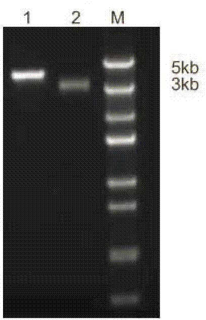 Method for efficiently expressing antibacterial peptide NZ2114 in recombinant pichia pastoris