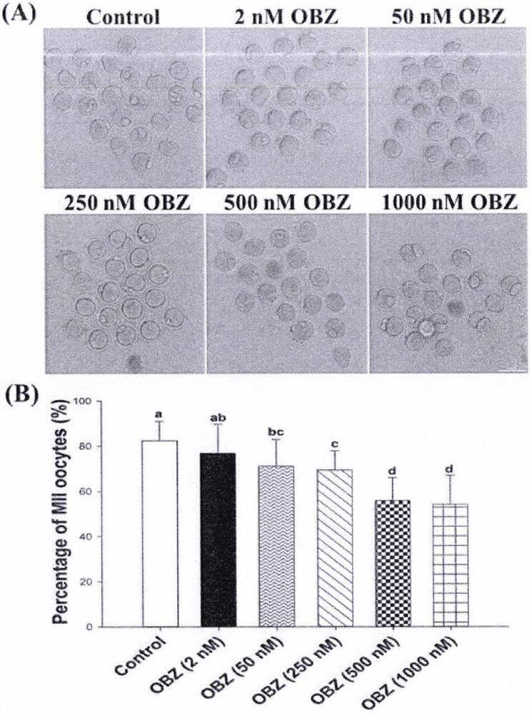 Method for improving in-vitro and in-vivo maturation quality of oocytes and application