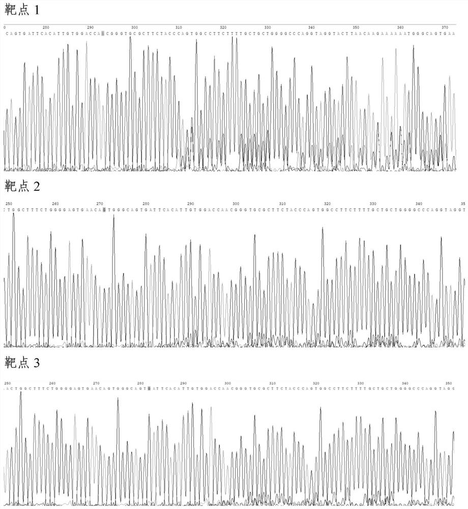 Molecular marker related to lung cancer proliferation and metastasis and application thereof