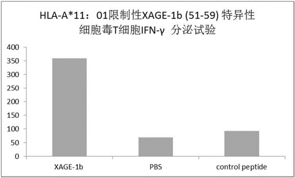 Tumor-associated antigen XAGE-1b short peptide and application thereof