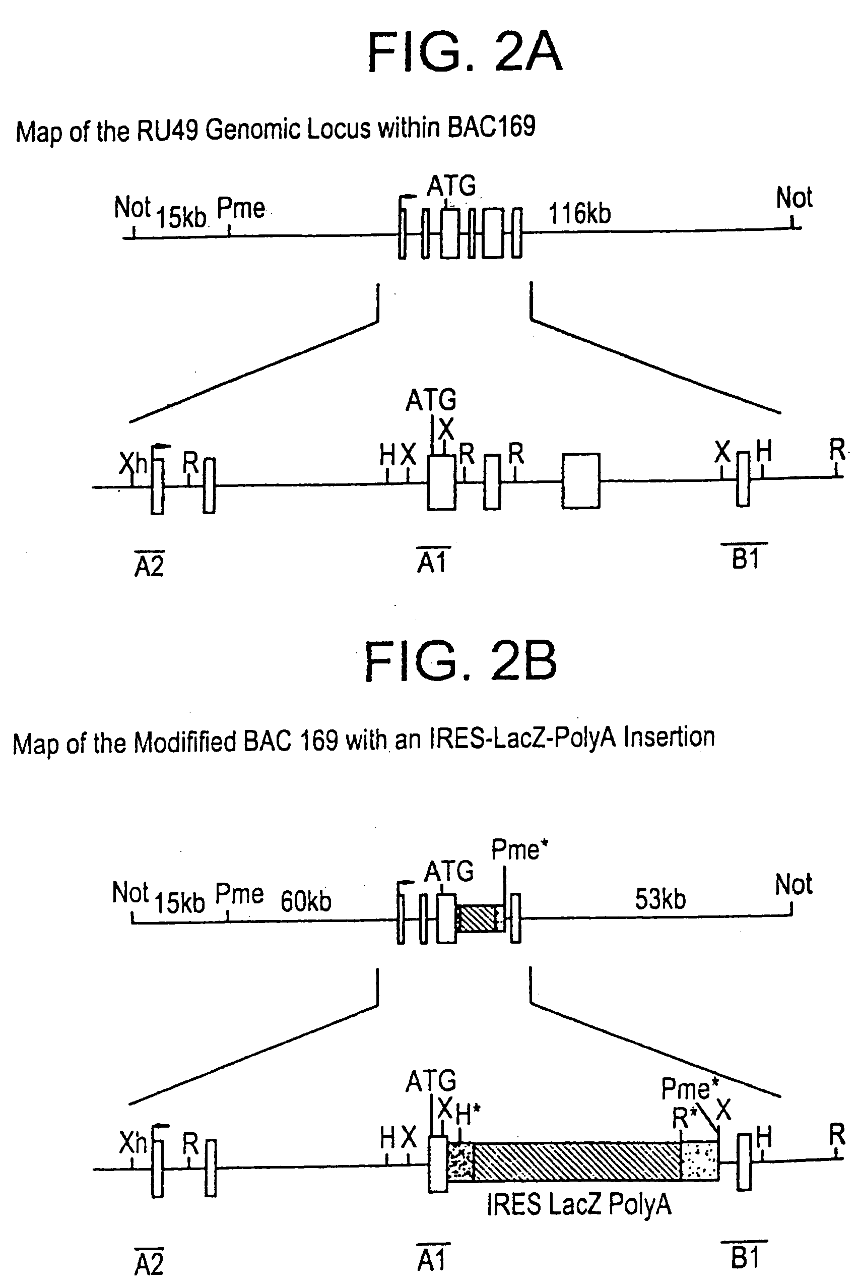 Methods of preforming homologous recombination based modification of nucleic acids in recombination deficient cells and use of the modified nucleic acid products thereof