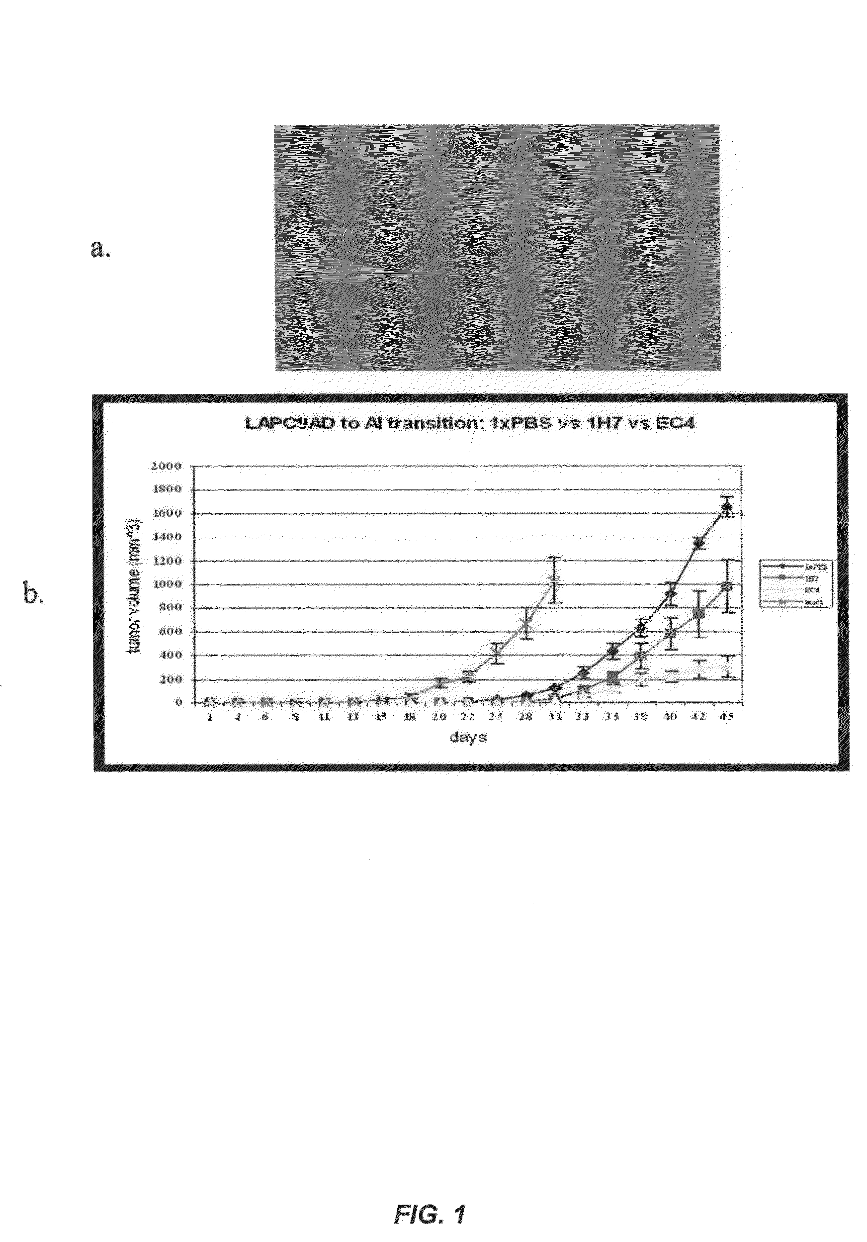 Fully human antibodies against N-Cadherin