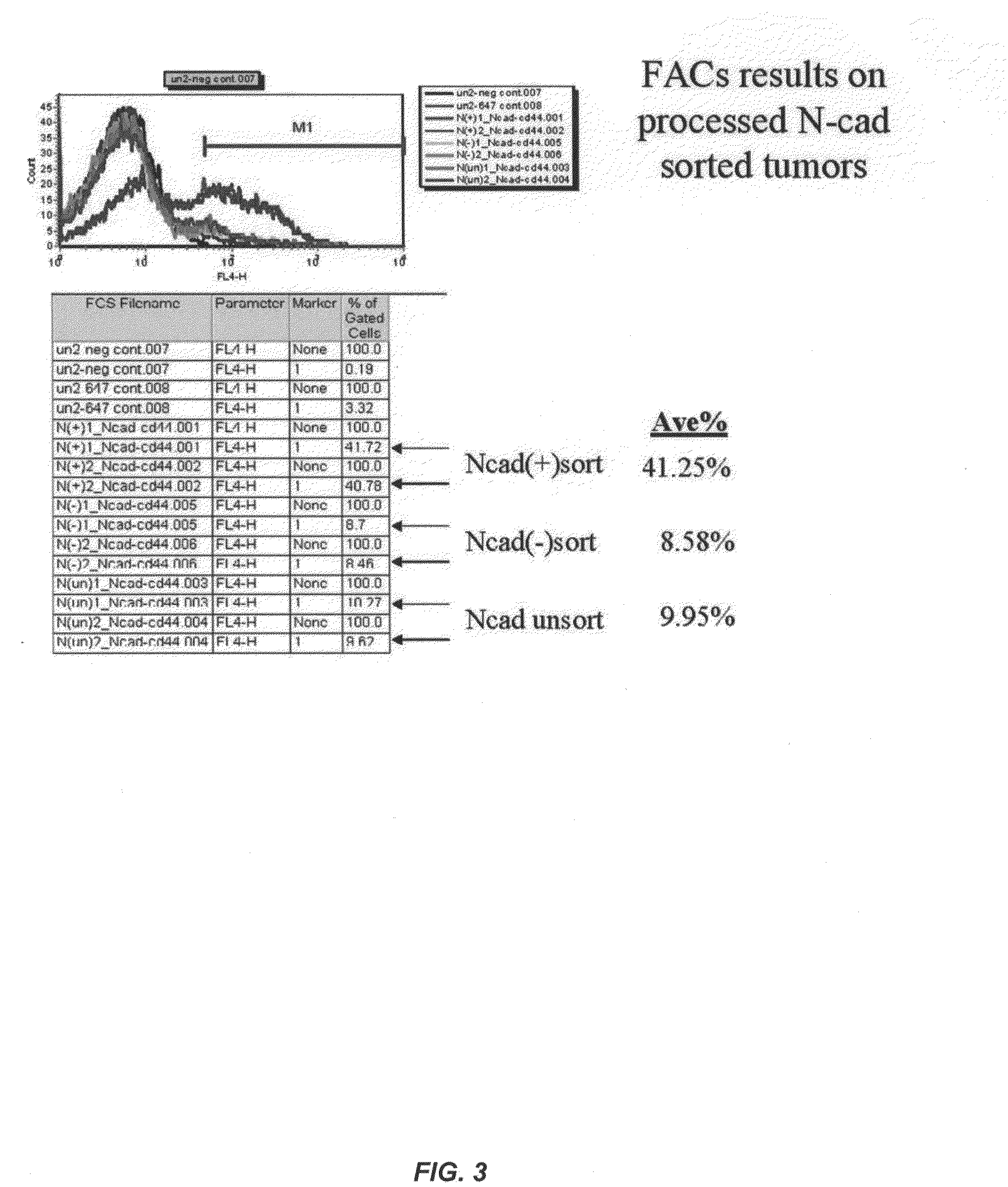 Fully human antibodies against N-Cadherin