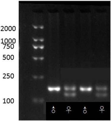 Cynoglossus semilaevis sex reversal genetic control locus, kit containing same and application of locus