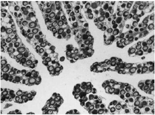 Cynoglossus semilaevis sex reversal genetic control locus, kit containing same and application of locus