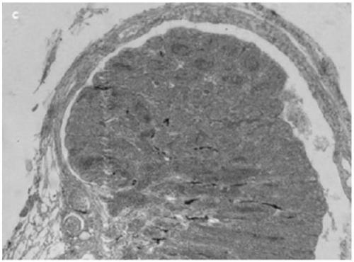 Cynoglossus semilaevis sex reversal genetic control locus, kit containing same and application of locus