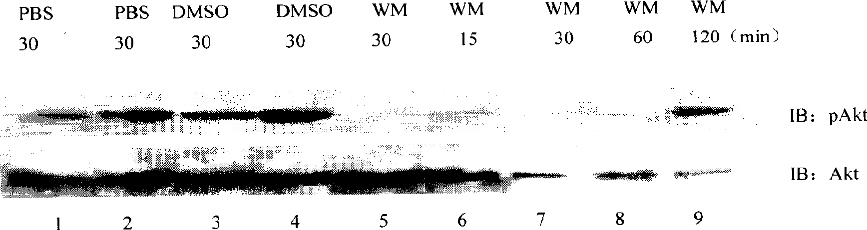 New use of MAPK inhibitor and its composition thereof